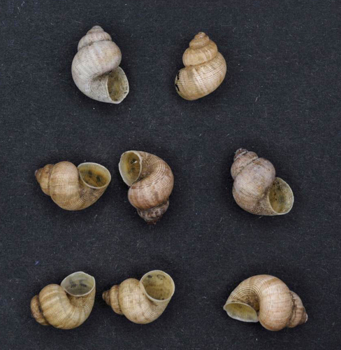 Round-mouthed Snail
