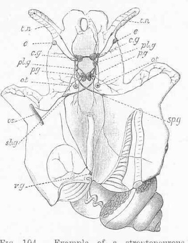 Round-mouthed Snail