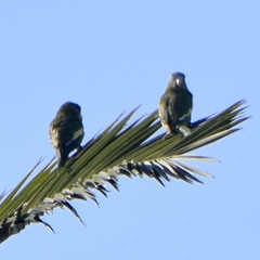 Brotogeris versicolurus