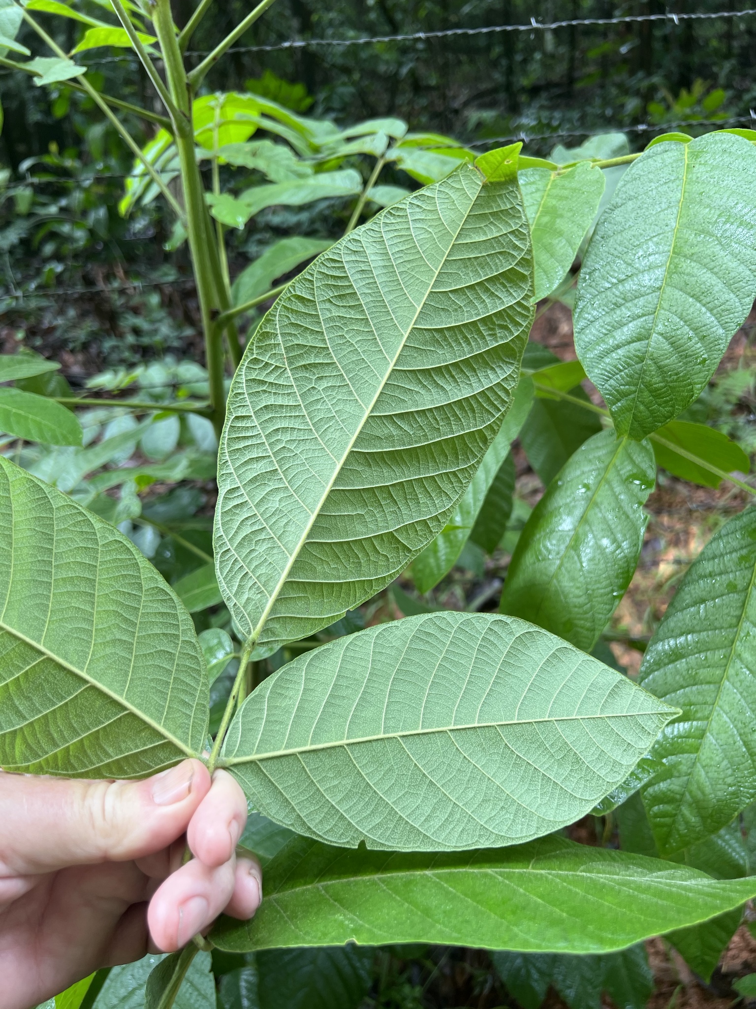 Imagem de Tulipeira-do-gabão
