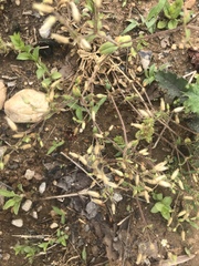 Cerastium brachypetalum