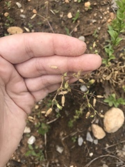 Cerastium brachypetalum