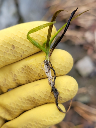 American eelgrass