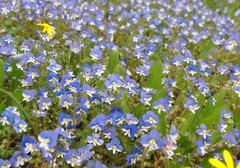 Veronica syriaca