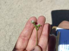 Cryptantha utahensis