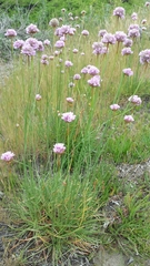 Armeria maritima maritima