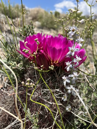 Sclerocactus polyancistrus