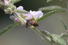 Orsilochides scurrilis