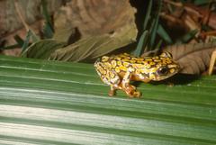 Hyperolius substriatus