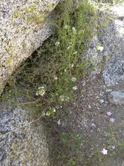 Cryptantha utahensis
