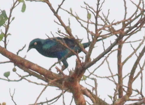Splendid Starling