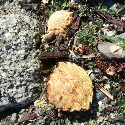 Telmessus cheiragonus