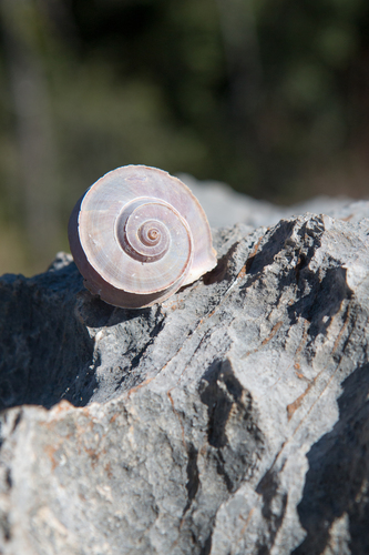 Cuvier Tropid Snail