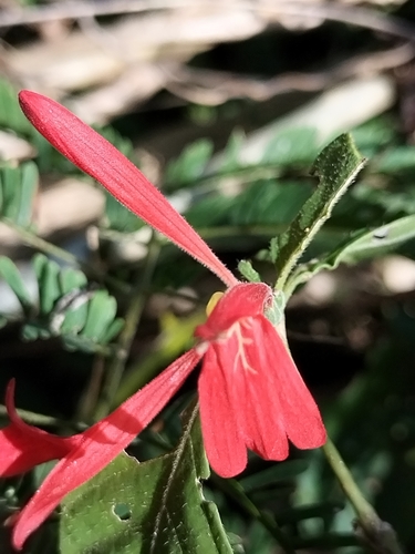 Image of Dianthera candicans by no rights reserved