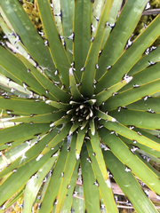 Puya clava-herculis