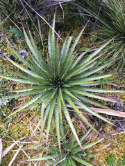 Puya clava-herculis