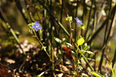 Veronica umbrosa