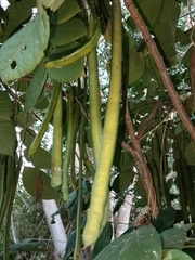 Senna fruticosa