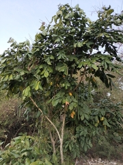 Senna fruticosa, photograph author not stated, no rights reserved