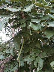 Senna fruticosa, photograph author not stated, no rights reserved