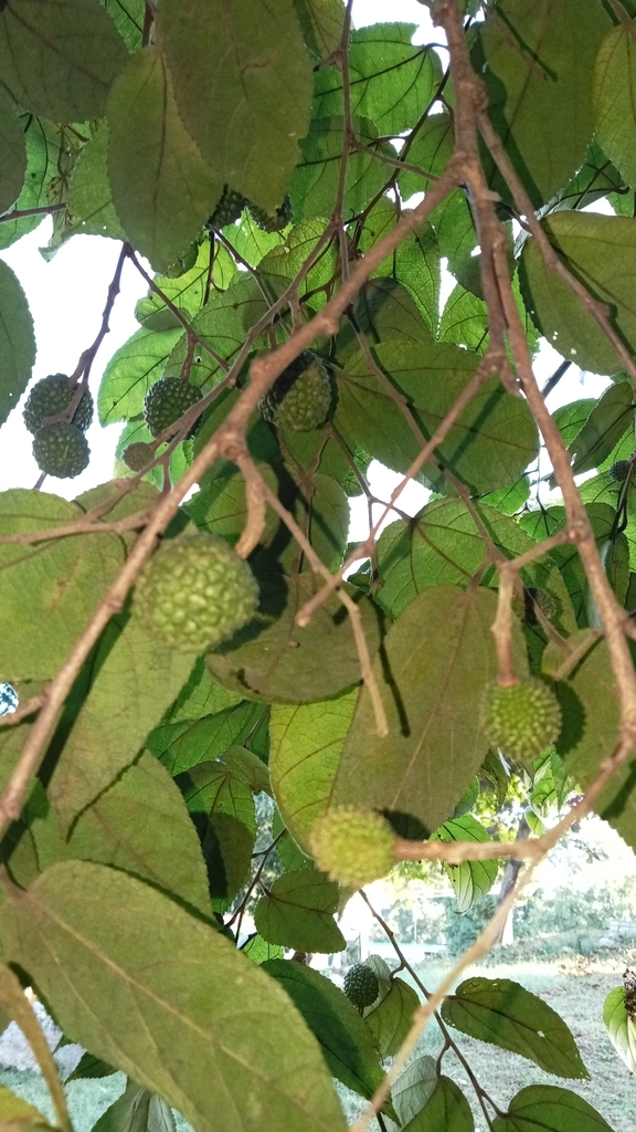 Foto de Mutamba