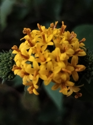 Image of Lagascea decipiens by no rights reserved