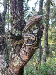 Cincuate Bull Snake photo 5