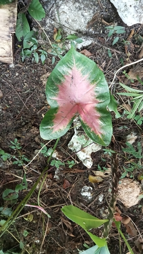 Foto de Tinhorão