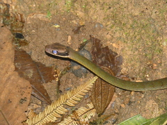Clark's Forest Racer photo 3