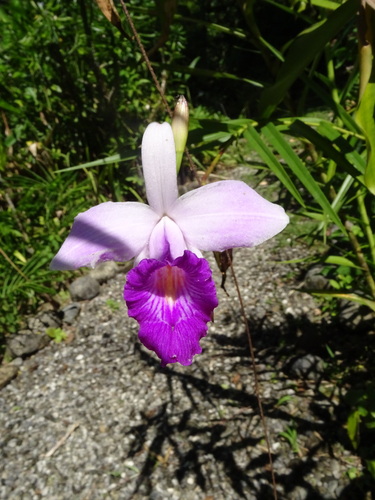 Foto de Orquídea-bambu