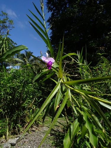 Foto de Orquídea-bambu
