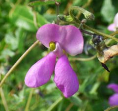 Phaseolus filiformis