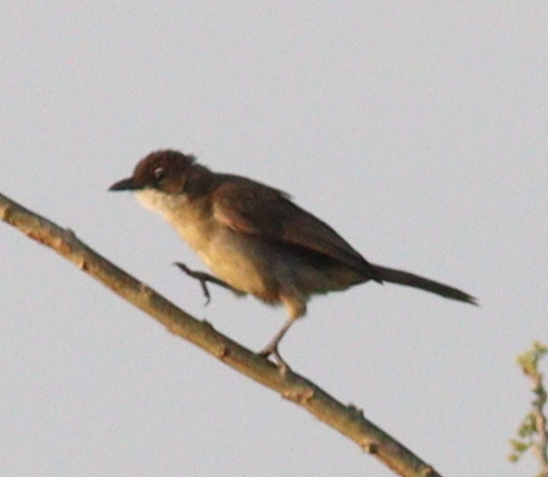 Simple Greenbul (Chlorocichla simplex), photo 5