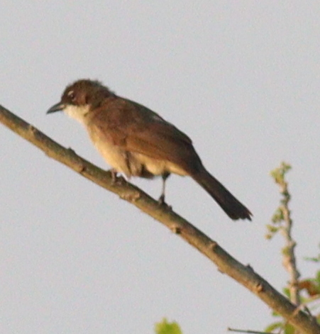 Simple Greenbul (Chlorocichla simplex), photo 8