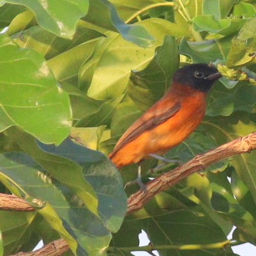 Red-bellied Paradise Flycatcher (Terpsiphone rufiventer), photo 8