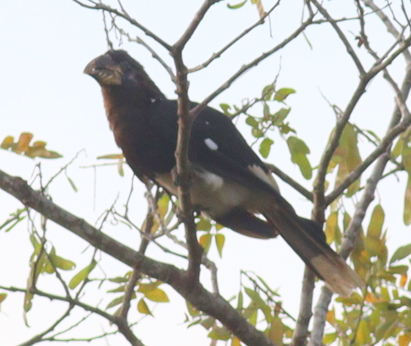 Piping Hornbill illustration