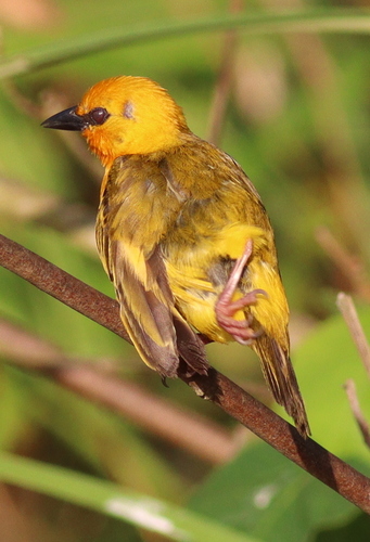 Orange Weaver (Ploceus aurantius), photo 5
