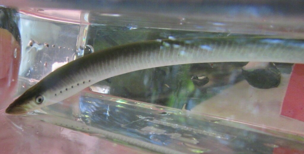 Western brook lamprey (Lampetra richardsoni) — Petromyzontidae