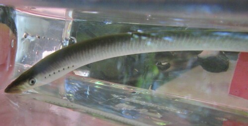 Western brook lamprey (Lampetra richardsoni) — Petromyzontidae