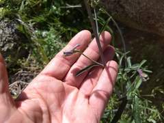 Delphinium parishii subglobosum
