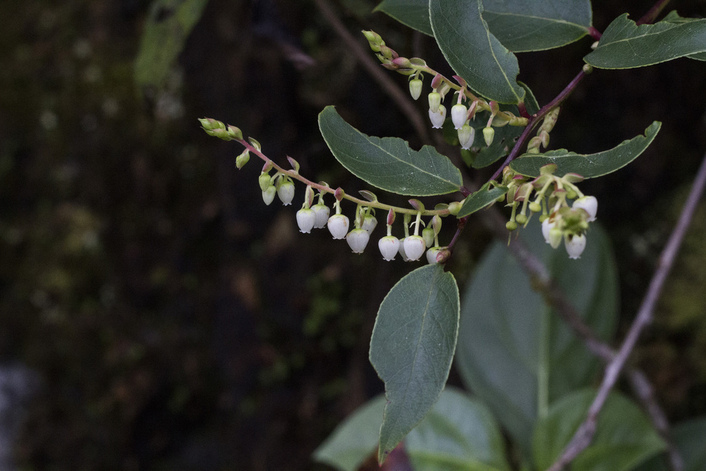 Gaultheria acuminata