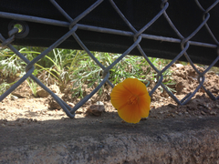 Eschscholzia californica