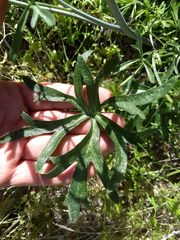 Delphinium parishii subglobosum