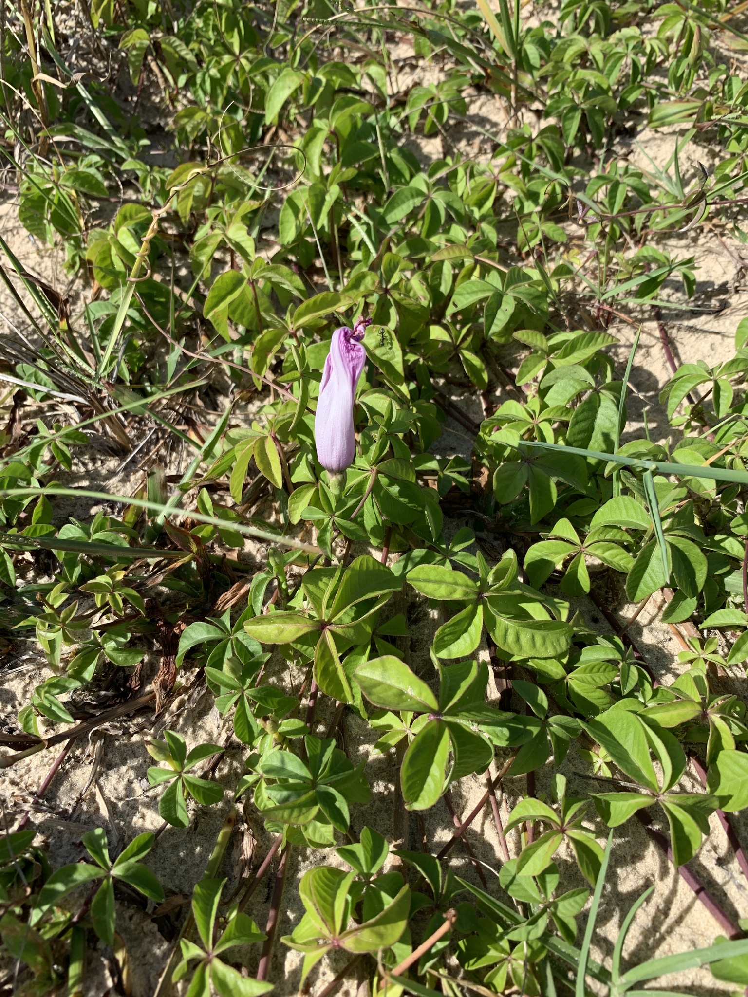 Ipomoea cairica