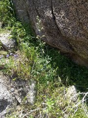 Delphinium parishii subglobosum