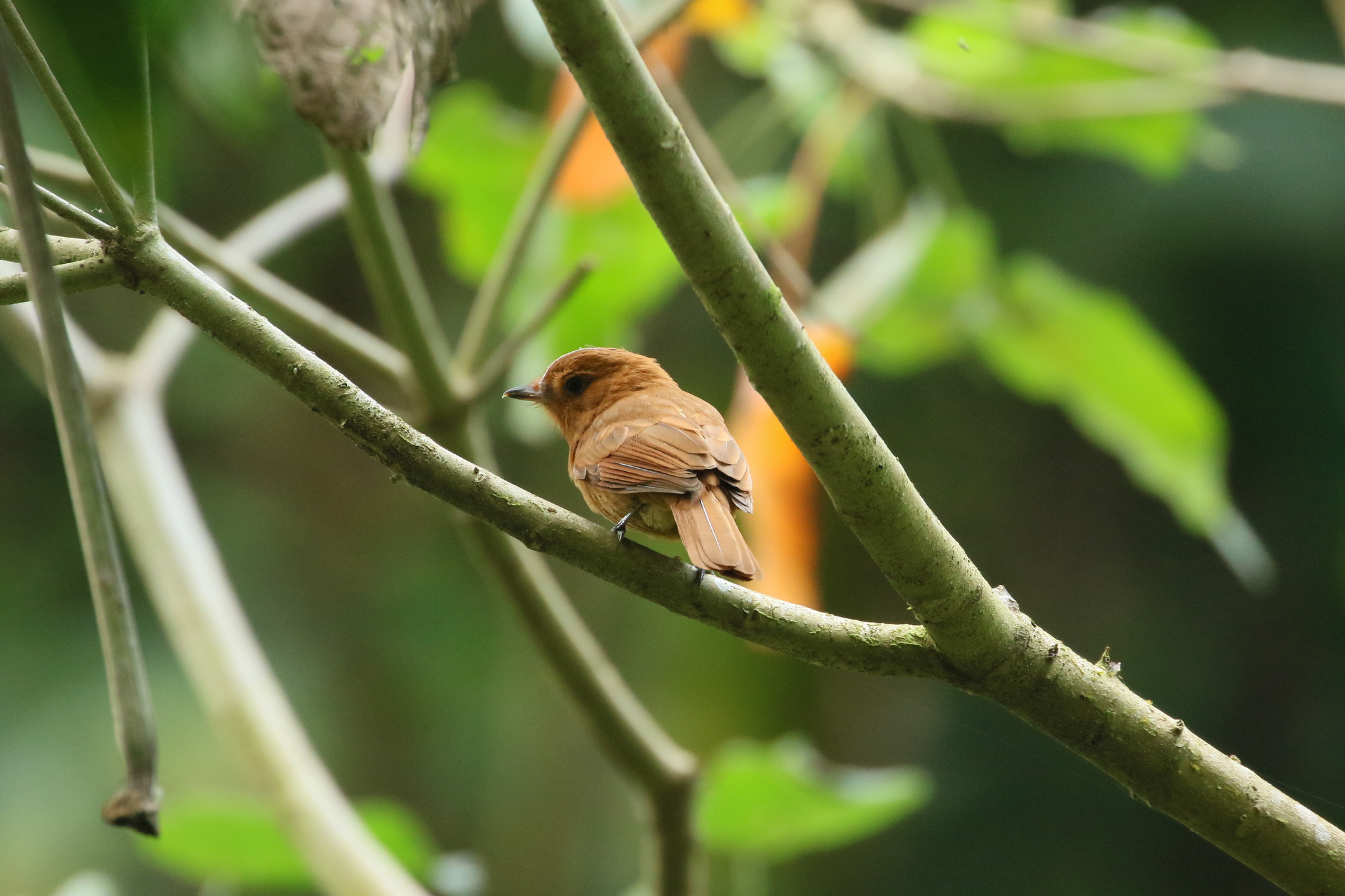 Rufous Mourner illustration
