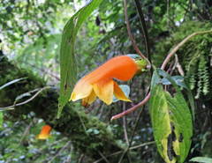 Columnea strigosa