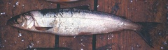Baikal Omul photo 5