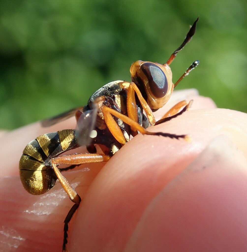 Conops insignis