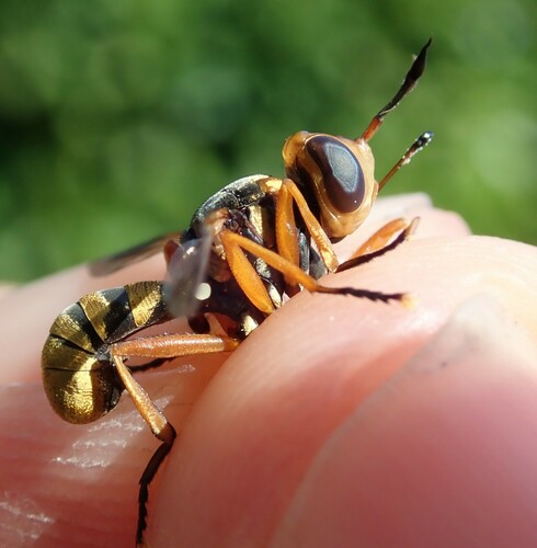 Conops insignis